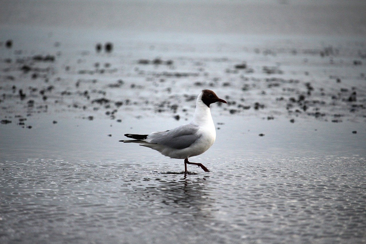 Kosmetik Hotel be active in Tönning an der Nordsee