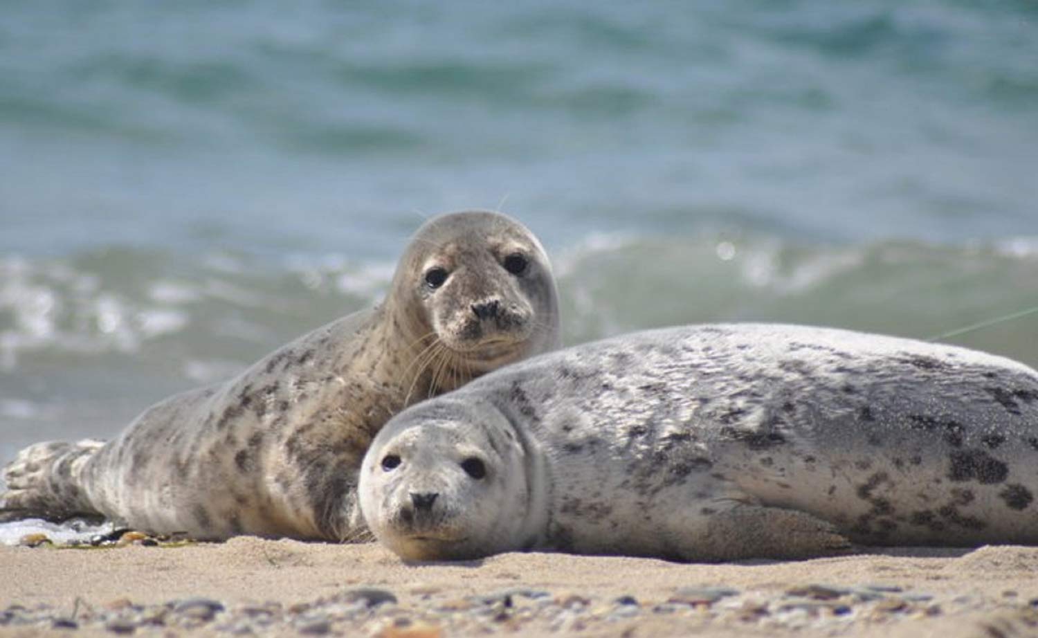 Seehunde in der Eider