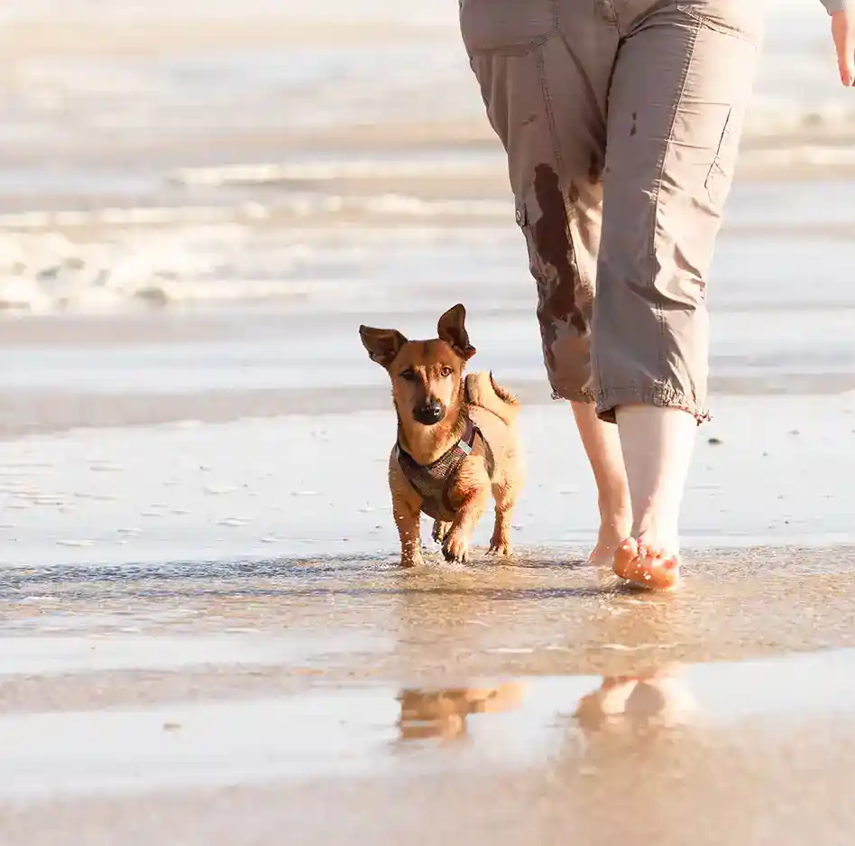 Glücklich aussehende Robbe am Strand, die Flosse wie beim Winken erhoben