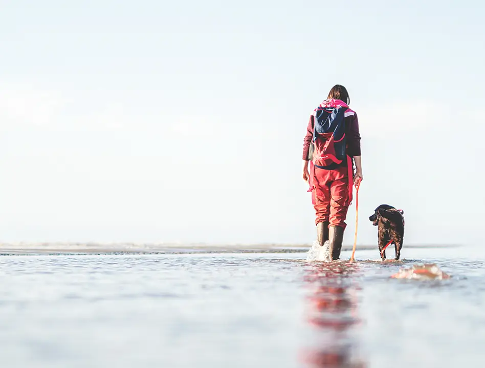 Glücklich aussehende Robbe am Strand, die Flosse wie beim Winken erhoben
