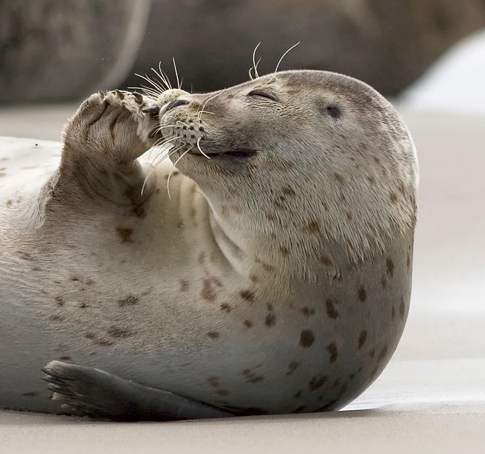 Glücklich aussehende Robbe am Strand, die Flosse wie beim Winken erhoben
