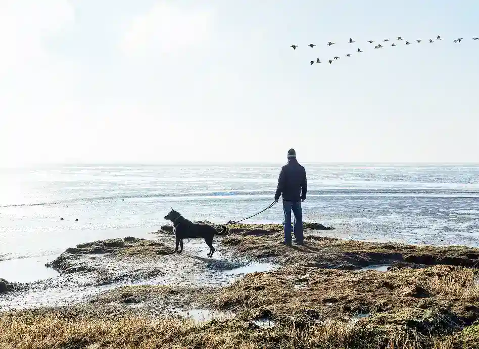 Schaf auf dem Deich - Kurzurlaub am Wattenmeer