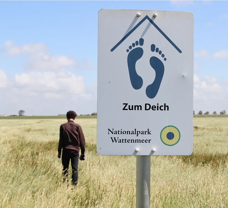 Schaf auf dem Deich - Kurzurlaub am Wattenmeer