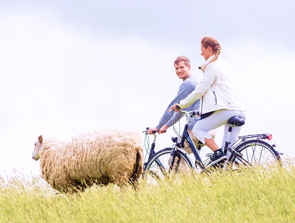 Couple riding bicycles in a grassy field with a sheep in the foreground on a sunny day.