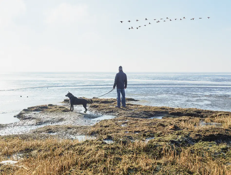 Glücklich aussehende Robbe am Strand, die Flosse wie beim Winken erhoben
